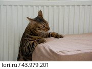 Бенгальский кот положил лапы на пуфик, играя. Стоковое фото, фотограф Дмитрий Петров / Фотобанк Лори