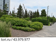 Набережная реки Енисей. Город Красноярск (2024 год). Стоковое фото, фотограф Александр Тараканов / Фотобанк Лори