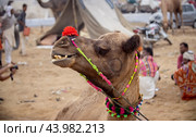 Camels at the Pushkar Fair, also called the Pushkar Camel Fair or locally as Kartik Mela is an annual multi-day livestock fair and cultural held in the town of Pushkar Rajasthan, India (2019 год). Стоковое фото, фотограф Андрей Армягов / Фотобанк Лори