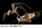 Close up macro shot of a spider grabbed the victim and wrapped it in a web. Стоковое фото, фотограф Андрей Армягов / Фотобанк Лори