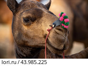 Camels at the Pushkar Fair, also called the Pushkar Camel Fair or locally as Kartik Mela is an annual multi-day livestock fair and cultural held in the town of Pushkar Rajasthan, India (2019 год). Стоковое фото, фотограф Андрей Армягов / Фотобанк Лори