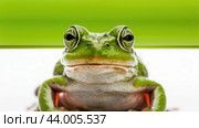 A close up of a frog sitting on the ground with its eyes closed, AI. Стоковое AI-изображение, AI-художник Сергей Старуш / Фотобанк Лори