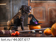 Huge black Shar Pei dog sits next to a broom and pumpkins, with smoke and a mysterious Halloween. Стоковое фото, фотограф Мария Мороз / Фотобанк Лори