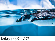 Humboldt Penguin (Spheniscus humboldti) Стоковое фото, фотограф Андрей Армягов / Фотобанк Лори