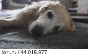 A close-up of a dog's face lying on a gray carpet on the floor in the living room of the house. The Labrador is old and tired. The pet is looking at the camera. Стоковое видео, видеограф Darya Komarova / Фотобанк Лори