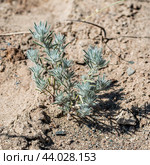Sedobassia sedoides (Pall.) Freitag & G. Kadereit (familia Chenopodiaceae) - Седобассия очитковидная в Чуйской степи. Кош-Агачский район горного Алтая. Стоковое фото, фотограф Евгений Мухортов / Фотобанк Лори