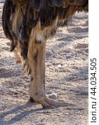 Ostrich standing on sand showing powerful legs and two toes. Стоковое фото, фотограф Данил Руденко / Фотобанк Лори