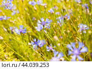 Beautiful blue cornflowers in the meadow. Стоковое фото, фотограф Татьяна Яцевич / Фотобанк Лори