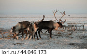 Олень вожак. Стоковое фото, фотограф Максим Романцев / Фотобанк Лори