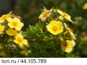 Kuril Daurian tea growing and flowering in a summer garden. Стоковое фото, фотограф Александр Курлович / Фотобанк Лори