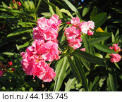 Nerium oleander, rosebay cultivated worldwide in temperate and subtropical areas as an ornamental and landscaping plant. Genus Nerium, Apocynoideae, Apocynaceae. Montenegro, Adriatic, Mediterranean. Стоковое AI-изображение, AI-художник Юлия Петровская / Фотобанк Лори