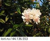 Nerium oleander, rosebay cultivated worldwide in temperate and subtropical areas as an ornamental and landscaping plant. Genus Nerium, Apocynoideae, Apocynaceae. Montenegro, Adriatic, Mediterranean. Стоковое AI-изображение, AI-художник Юлия Петровская / Фотобанк Лори