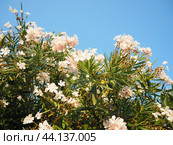 Nerium oleander, rosebay cultivated worldwide in temperate and subtropical areas as an ornamental and landscaping plant. Genus Nerium, Apocynoideae, Apocynaceae. Montenegro, Adriatic, Mediterranean. Стоковое AI-изображение, AI-художник Юлия Петровская / Фотобанк Лори