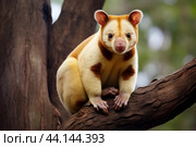 Cute tree-dwelling marsupial in natural habitat. Стоковое AI-изображение, AI-художник Иван Рябоконь / Фотобанк Лори