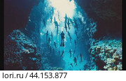 Divers Explore Stunning Underwater Reef Surrounded by Schools of Sharks in Crystal Clear Waters. Стоковое AI-видео, аниматор Климов Денис / Фотобанк Лори