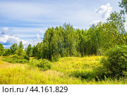 Березняк на пригорке. Стоковое фото, фотограф Илья Старков / Фотобанк Лори