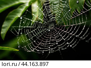 Paralyzing Spider poison web. Generate Ai. Стоковое AI-изображение, AI-художник Иван Рябоконь / Фотобанк Лори