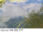 Водомерки прудовые (Gerris lacustris)  на поверхности воды, река Красивая Меча, Тульская область, Россия. Стоковое фото, фотограф Андрей Цыганков / Фотобанк Лори