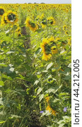 Vertical Aerial video of sunflower fields in Altai region. Drone moves sideways. Стоковое видео, видеограф Сергей Пристяжнюк (Serg Zastavkin) / Фотобанк Лори