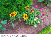 Яркие, золотисто - желтых тонов, декоративные цветки Рудбекии  (Rudbeckia) в саду во второй половине лета. Стоковое фото, фотограф Андрей Цыганков / Фотобанк Лори