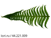 A green fern leaf close-up isolated on a white background. Стоковое фото, фотограф Жанна Гапанович / Фотобанк Лори