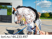 A horse's head on a hobby horsing stick in a child's hand. Стоковое фото, фотограф Галина Эмберг / Фотобанк Лори