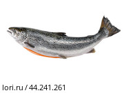 Whole salmon isolated on white. Atlantic salmon. gutted salmon carcass. eviscerated carcass salmon. Fish market showcase. Стоковое фото, фотограф Павел Муравьев / Фотобанк Лори