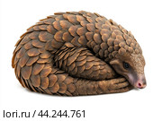 A pangolin curled up in its defensive position, scales tightly packed. Стоковое AI-изображение, AI-художник Veniamin Kraskov / Фотобанк Лори