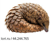 A pangolin curled up in its defensive position, scales tightly packed. Стоковое AI-изображение, AI-художник Veniamin Kraskov / Фотобанк Лори