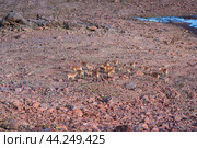 Herd of wild mountain ibex on a rock slide on the site of a melted glacier in the highlands. Стоковое фото, фотограф Евгений Харитонов / Фотобанк Лори