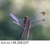 Стрекоза на ветке. Стоковое фото, фотограф Евгений Сорокин / Фотобанк Лори