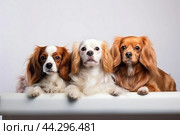 Three paniel dogs resting on white surface, background. Стоковое AI-изображение, AI-художник Анастасия Золотницкая / Фотобанк Лори