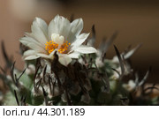Flowering cactus Turbinicarpus, macro shot. Стоковое фото, фотограф Александр Курлович / Фотобанк Лори