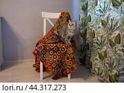 Серая британская кошка на разноцветном пледе. Стоковое фото, фотограф Дмитрий Петров / Фотобанк Лори