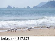 Group of seagulls are at Haeundae beach. Busan (2018 год). Стоковое фото, фотограф EugeneSergeev / Фотобанк Лори