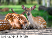 Birds and animals in wildlife concept. Amazing view of cute dappled deer family in forest lie on ground. Beautiful female deer in flock under sunlight at summer day. Animals close up perspective. Стоковое фото, фотограф Евгений / Фотобанк Лори