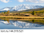 Picturesque Altai nature landscape of swamp lake, yellow autumn forest, amazing reflection of mountain ice peak of Siberia taiga, lonely larch tree on shore, cloudy sky. Russian nature, Altai, Siberia. Стоковое фото, фотограф Евгений / Фотобанк Лори