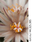 Flowering cactus Turbinicarpus flaviflorus, macro shot. Стоковое фото, фотограф Александр Курлович / Фотобанк Лори