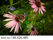 Бабочка Адмирал (лат. Vanessa atalanta) на цветках эхина́цеи пурпу́рной (лат. Echinácea purpúrea) крупным планом. Стоковое фото, фотограф Анна Клочко / Фотобанк Лори