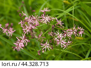Silene nutans flowering in a meadow, close up. Стоковое фото, фотограф Александр Курлович / Фотобанк Лори