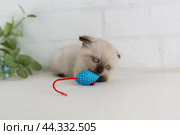 Вислоухий котёнок окраса колор-пойнт играет с синей мышкой. Стоковое фото, фотограф Наталья Гармашева / Фотобанк Лори