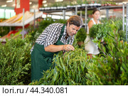 Middle-aged salesman holding bouquet of dry flowers in plants market. Стоковое фото, фотограф Яков Филимонов / Фотобанк Лори