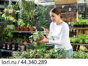girl buys climbing plant - she chose ivy. Стоковое фото, фотограф Яков Филимонов / Фотобанк Лори