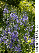 Camassia leichtlinii Caerulea flower in a garden. Стоковое фото, фотограф Ольга Сейфутдинова / Фотобанк Лори