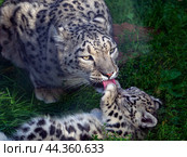 A female snow leopard licks her cub. The baby plays with his mother. Natural background with snow leopard family. Close-up. Стоковое фото, фотограф Бузмакова Светлана / Фотобанк Лори
