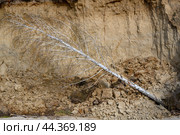 A birch tree uprooted and fallen from a cliff. Стоковое фото, фотограф Сергей Фролов / Фотобанк Лори