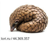 A pangolin curled up in its defensive position, scales tightly packed. Стоковое AI-изображение, AI-художник Veniamin Kraskov / Фотобанк Лори
