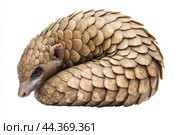 A pangolin curled up in its defensive position, scales tightly packed. Стоковое AI-изображение, AI-художник Veniamin Kraskov / Фотобанк Лори