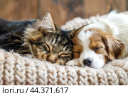 A cat and a dog sleep together. The kitten and puppy are dozing. Pets. Caring for animals. Cute cat and dog lie under a white blanket on the sofa. Love and friendship. Pets. Copy space. Banner. Стоковое AI-изображение, AI-художник Евгений Демидюк / Фотобанк Лори