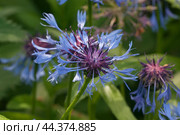 Mountain cornflower (mountain cornflower) flower on a green background, close up. Стоковое фото, фотограф Александр Курлович / Фотобанк Лори